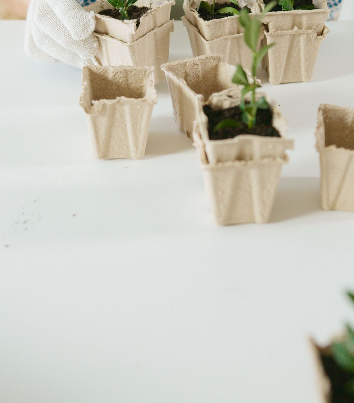 Manos plantando plántulas en macetas biodegradables